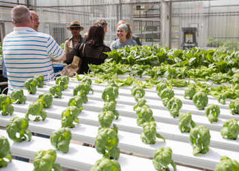 Interior of Mason greenhouse