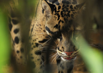 Cloud Leopard at Smithsonian-Mason School of Conservation