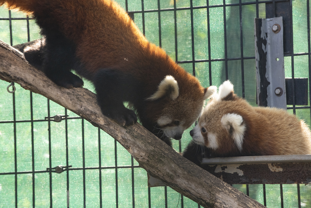 Red pandas
