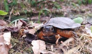 A juvenile wood turtle. Photo credit: Jessica Meck