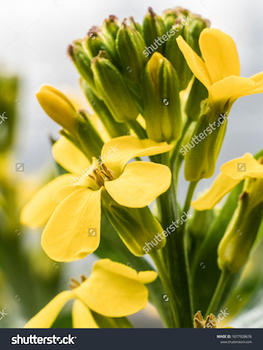 A beautiful clump of bright yellow banana flowers